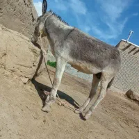 برای قاطر گرفتن یا سواری