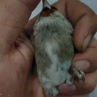 سهره زاغ|پرنده|شیراز, اصلاح‌نژاد|دیوار