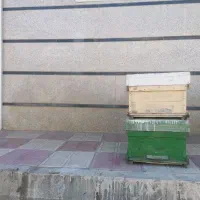 صندوق، طبق و پوکه سالم و تمیززنبور عسل