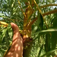 نهال های  بیدمجنون پیوندی ۴ساله سطلی آماده کاشت