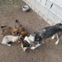 فروش سگ هاسکی ویک صوله