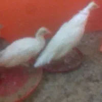 جوجه طاووس مصری