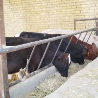 فروش چهار عدد گوساله نر دو رگ درجه یک