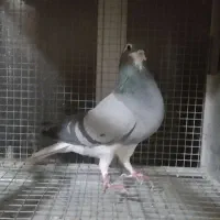 ماده خرقه روس|پرنده|اصفهان, شهرک کاوه|دیوار