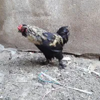 خروس قربانی تخم مرغ نطفه دار پاپر کاکلی برهما|حیوانات مزرعه|همدان, |دیوار
