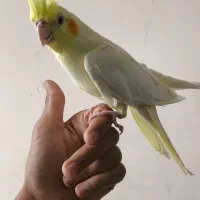 عروس.هلندی.لوتینو