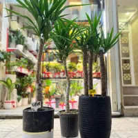 گل یوکا.درختچه.گل آپارتمانی