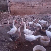 تعدادی قوغاز اصل سفید خاکستری  درشت سالم وسلامت|حیوانات مزرعه|کلاله, |دیوار