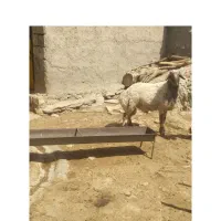 قوچ. ورن