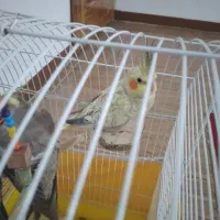 طوطی عروس نر