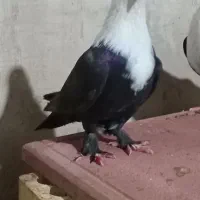 رنگی درجه یک