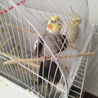 جفت عروس هلندی نر و ماده 1 ساله|پرنده|خلخال, |دیوار