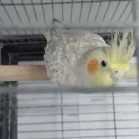 عروس هلندی با قفس و تجهیزات|پرنده|قدس, شهرقدس|دیوار