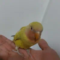 طوطی کوتوله برزیلی