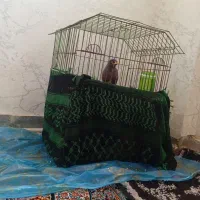 مرغ مینا
