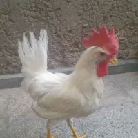 بنت خروس گمشده