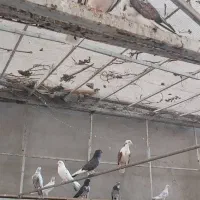 کبوتر کفتر