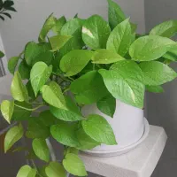 گل پتوس‌نئون