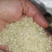 خرده برنج به شرط پخت کاملا تمیز