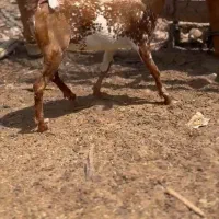 وارداتی|حیوانات مزرعه|شهرضا, |دیوار