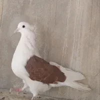 دوکت سرخ ماده