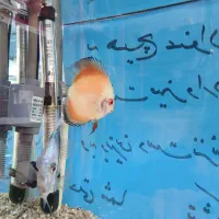 دیسکس