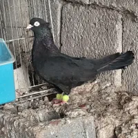 دوعدد ماده واکسی