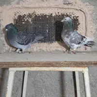 کبوتر یا کبوتر جفتی