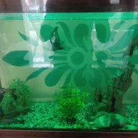 فروش فوری|ماهی|تبریز, |دیوار