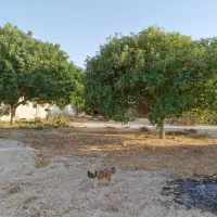 باغ شهری روستای چاه عربی اتوبان بوشهر برازجان|فروش خانه و ویلا|برازجان, |دیوار