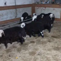 بره نر ۱۰تا  فروخته شده فقط جهت نمایش