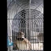 پرنده بخون|پرنده|تهران, ترمینال جنوب|دیوار