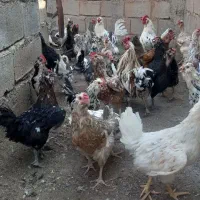 تخم‌مرغ نطفه دار گلین