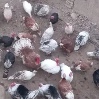 فروش بوقلمون نرو ماده محلی