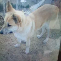 سگ نگهبان زرنگ وباهوش وزیبا