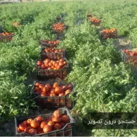 کارگر کشاورزی