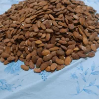 مغز بادام لوکس مجلسی|خوردنی و آشامیدنی|قم, مهدیه|دیوار