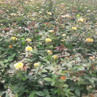 فروش رز و نهال تهران پاکدشت|گل و گیاه طبیعی|پاکدشت, پاکدشت (مامازند)|دیوار