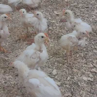 جوجه خروس ۲ ماهه|حیوانات مزرعه|اردکان, |دیوار