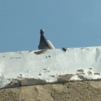 کبوتر|پرنده|لامرد, |دیوار