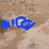 دوعدد کبوتر