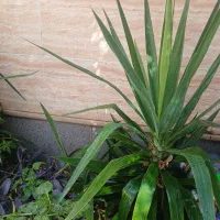 گل یوکا چند سر