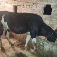 یک عدد گاو هلشتاین