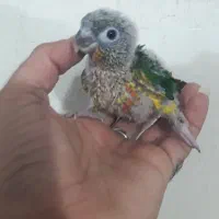 گرینچیک|پرنده|کاشان, فاز ۱ ناجی آباد|دیوار