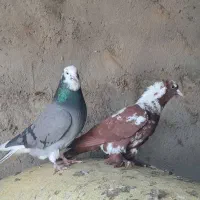 قرمزی نشان و شازدا اوچان اویناخ