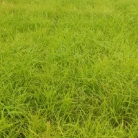 بانک نشا هاشمی ( توم سینی )