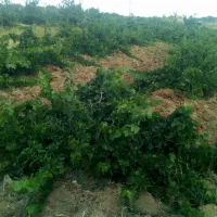 باغ انگورحصار