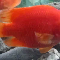 پرت قرمز خارجی