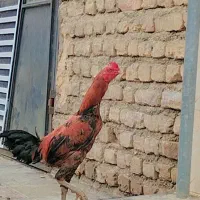 جوجه خروس لاری