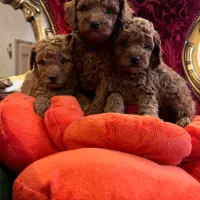 سگ پودل توی و تاینی